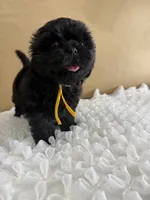 Leía , a female Shih Tzu for sale in Lakewood, CA – 7 of 10