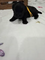 Leía , a female Shih Tzu for sale in Lakewood, CA – 2 of 10