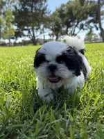 Auggie , a male Shih Tzu for sale in Lakewood, CA – 8 of 8