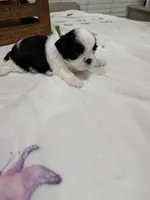 Auggie , a male Shih Tzu for sale in Lakewood, CA – 2 of 9