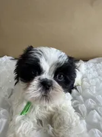 Auggie , a male Shih Tzu for sale in Lakewood, CA – 3 of 8