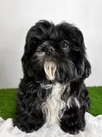 Luna AKC , a female Shih Tzu for sale in Lakewood, CA – 7 of 10