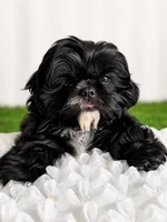 Luna AKC , a female Shih Tzu for sale in Lakewood, CA – 6 of 10