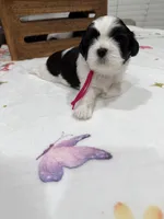 Princess, a female Shih Tzu for sale in Lakewood, CA – 2 of 9