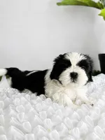Princess, a female Shih Tzu for sale in Lakewood, CA – 10 of 10