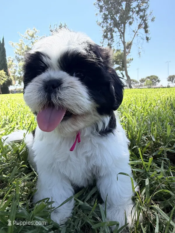 Princess – Shih Tzu puppy for sale in Lakewood, CA