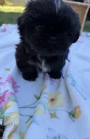 Ollie, a male Shih Tzu for sale in Lakewood, CA – 2 of 10