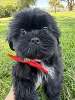 Elvis, a male Shih Tzu for sale in Lakewood, CA – 4 of 10