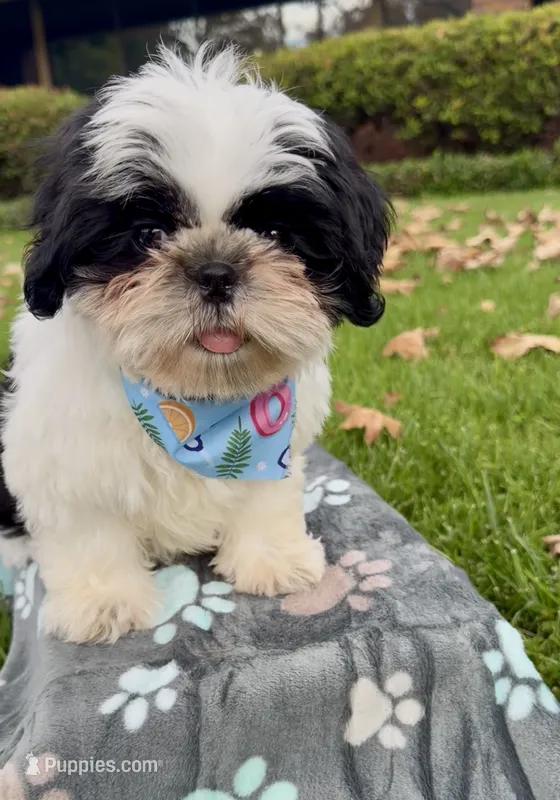 Auggie  – Shih Tzu puppy for sale in Lakewood, CA