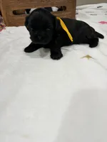 Leía , a female Shih Tzu for sale in Lakewood, CA – 6 of 10
