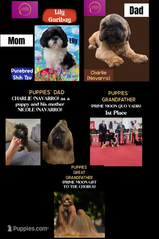 Auggie  – Shih Tzu puppy on hold in Lakewood, CA