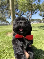 Elvis, a male Shih Tzu for sale in Lakewood, CA – 8 of 10
