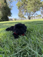 Elvis, a male Shih Tzu for sale in Lakewood, CA – 5 of 10