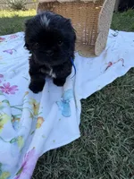 Ollie, a male Shih Tzu for sale in Lakewood, CA – 5 of 10