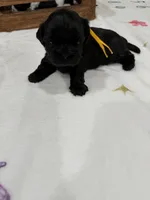 Leía , a female Shih Tzu for sale in Lakewood, CA – 3 of 10