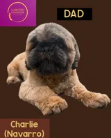 Nala, a female Shih Tzu for sale in Lakewood, CA – 6 of 9