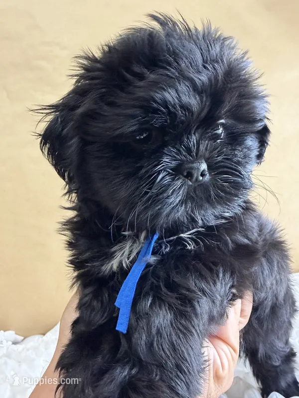 Elvis – Shih Tzu puppy for sale in Lakewood, CA