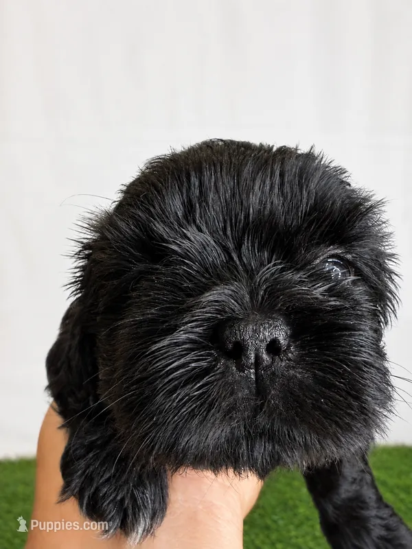 Isabella – Shih Tzu puppy for sale in Lakewood, CA