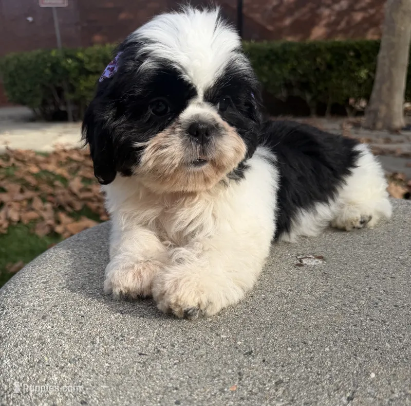 Princess – Shih Tzu puppy for sale in Lakewood, CA