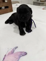 Isabella, a female Shih Tzu for sale in Lakewood, CA – 3 of 8