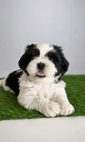 Princess, a female Shih Tzu for sale in Lakewood, CA – 8 of 10