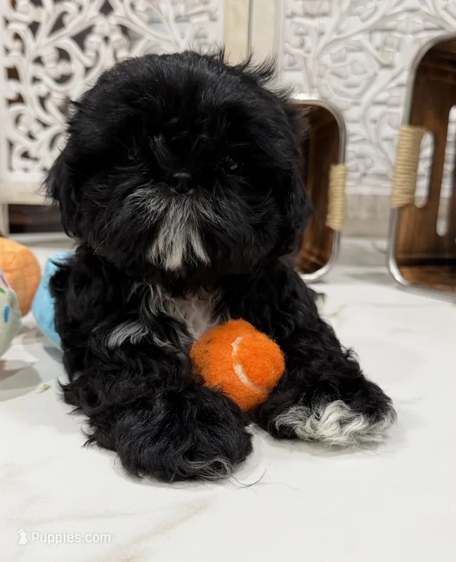 Luna – Shih Tzu puppy for sale in Lakewood, CA