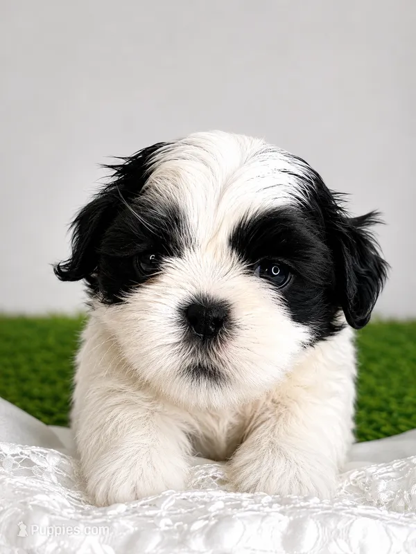 Auggie  – Shih Tzu puppy for sale in Lakewood, CA