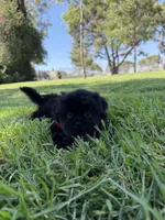 Elvis, a male Shih Tzu for sale in Lakewood, CA – 7 of 10