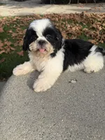 Princess, a female Shih Tzu for sale in Lakewood, CA – 3 of 6