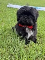 Elvis, a male Shih Tzu for sale in Lakewood, CA – 4 of 8