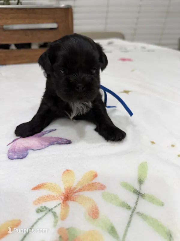 Elvis – Shih Tzu puppy for sale in Lakewood, CA