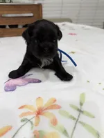 Elvis, a male Shih Tzu for sale in Lakewood, CA – 1 of 7