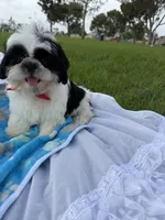 Auggie , a male Shih Tzu for sale in Lakewood, CA – 6 of 9