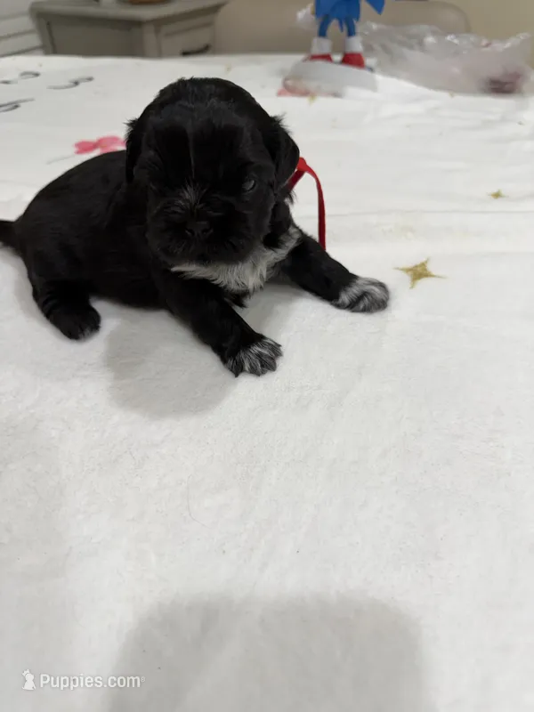 Nala – Shih Tzu puppy for sale in Lakewood, CA