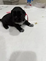 Nala, a female Shih Tzu for sale in Lakewood, CA – 1 of 9