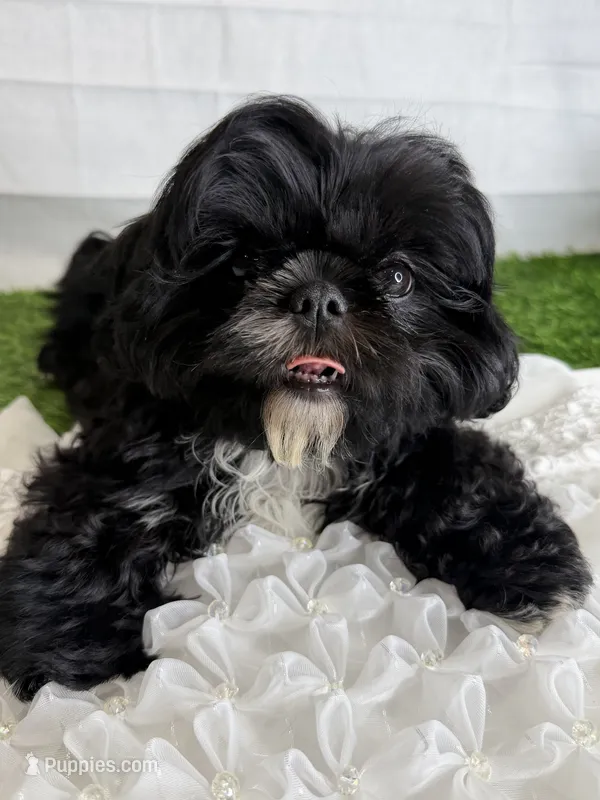 Luna AKC  – Shih Tzu puppy for sale in Lakewood, CA