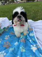 Auggie , a male Shih Tzu for sale in Lakewood, CA – 7 of 9