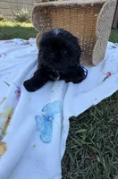 Ollie, a male Shih Tzu for sale in Lakewood, CA – 8 of 10