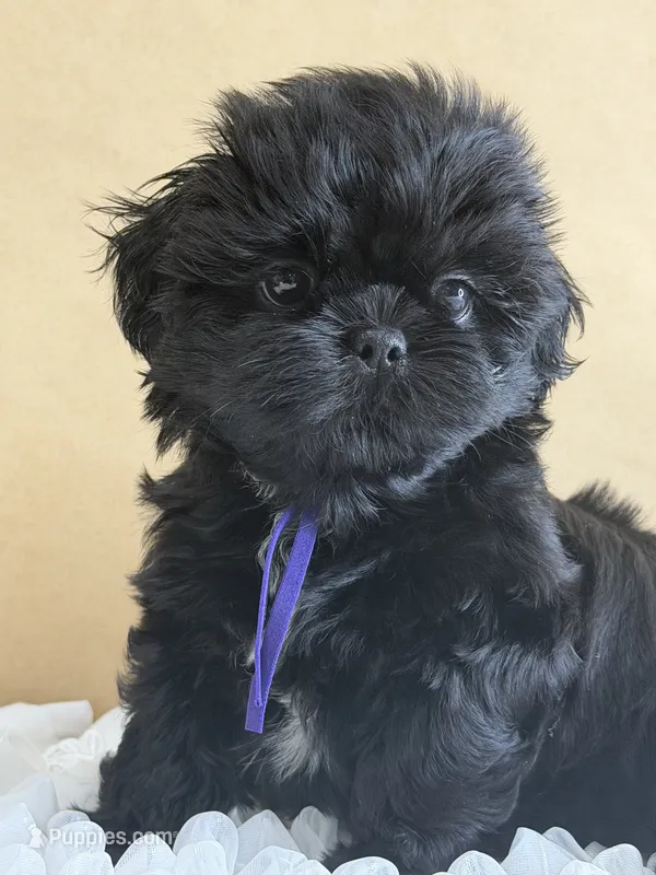 Isabella – Shih Tzu puppy for sale in Lakewood, CA