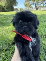 Elvis, a male Shih Tzu for sale in Lakewood, CA – 1 of 10