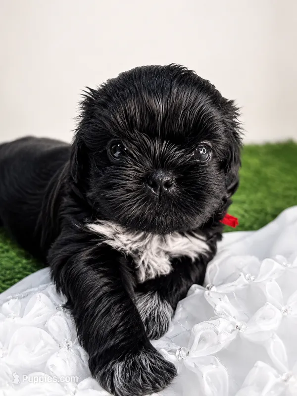 Nala – Shih Tzu puppy for sale in Lakewood, CA