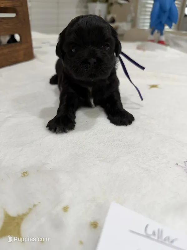 Isabella – Shih Tzu puppy for sale in Lakewood, CA
