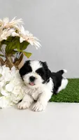 Princess, a female Shih Tzu for sale in Lakewood, CA – 6 of 10