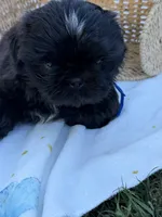 Ollie, a male Shih Tzu for sale in Lakewood, CA – 6 of 10