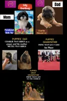 Princess, a female Shih Tzu for sale in Lakewood, CA – 2 of 10