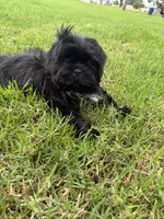 Elvis, a male Shih Tzu for sale in Lakewood, CA – 6 of 8