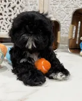 Luna AKC , a female Shih Tzu for sale in Lakewood, CA – 5 of 10
