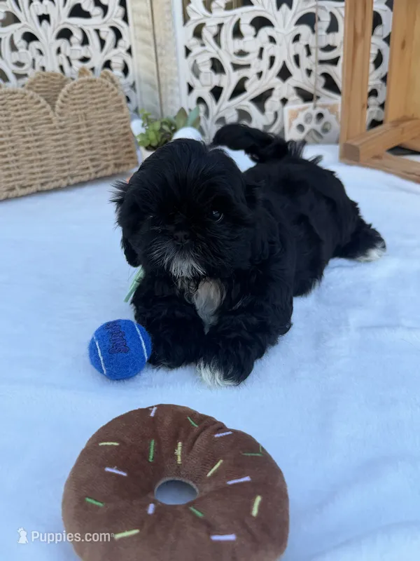 Luna – Shih Tzu puppy for sale in Lakewood, CA