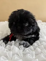 Nala, a female Shih Tzu for sale in Lakewood, CA – 4 of 9