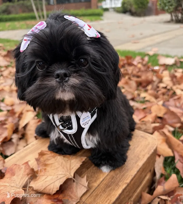 Luna AKC  – Shih Tzu puppy for sale in Lakewood, CA